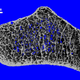 The new research found that human bones, like the wrist bone pictured here, suffers from accelerated loss of density as the result of long-duration missions in space.